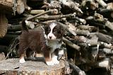 BERGER AUSTRALIEN PUPPIES 800